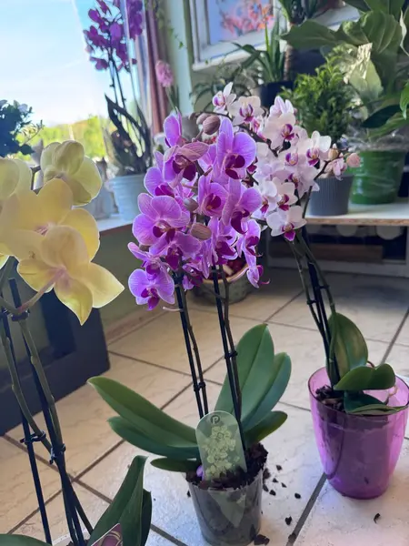 Kytice Orchidej Phalaenopsis – 380 Kč