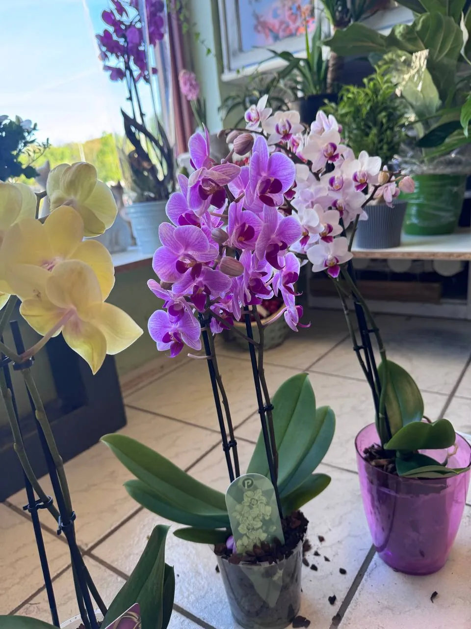 Kytice Orchidej Phalaenopsis – Květiny U Berušky, květinářství Žižkov Praha
