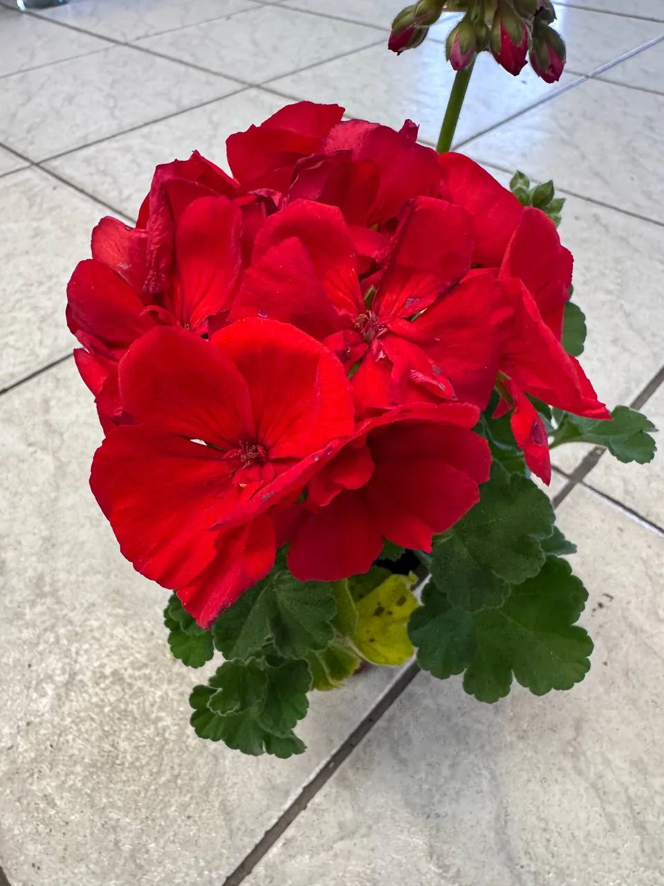 Pelargonie – Balkonové rostliny